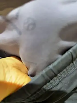 Foto erotica 3592691